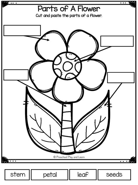 flower parts clipart|free printable flower part worksheet.